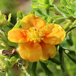 potentilla fruticosa hopley-s orange